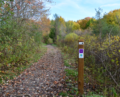 A trail marker post on a trail that is covered in leaves